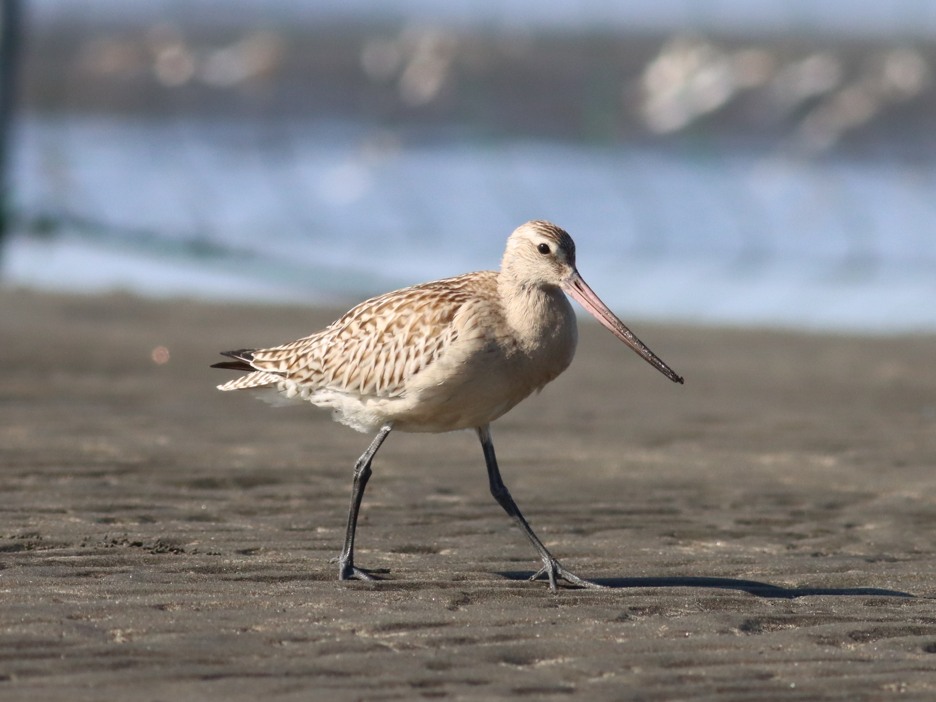 オオソリハシシギ13